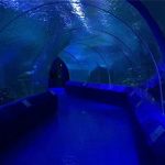180 ili 90 stupnjeva akrilnih ploča za tunel akvarija