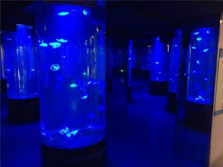 staklo akvarijskog akrilnog meduza akvarijskog spremnika